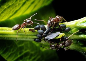 Gute Freunde: Blattläuse und Ameisen