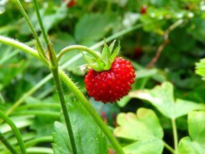 Fühlt sich ab dem 3. Jahr richtig wohl in deinem Hochbeet: Erdbeere